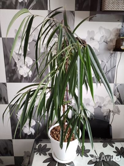 Фикус биннедика Али