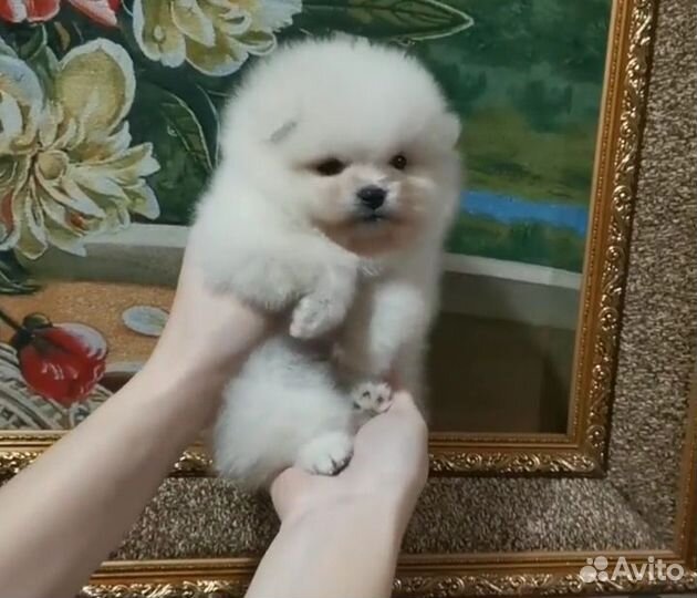 Померанский шпиц