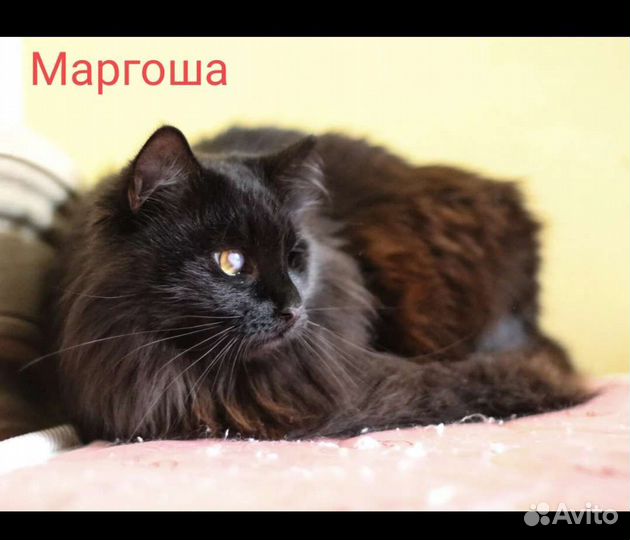 Кошки в добрые руки