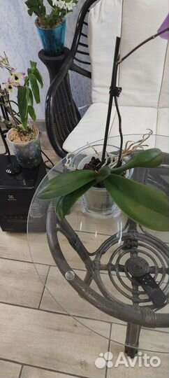 Орхидея фаленопсис