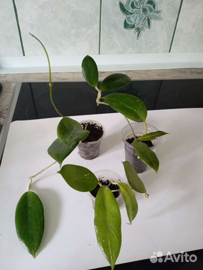 Укоренëнные хойи(Обновлено)