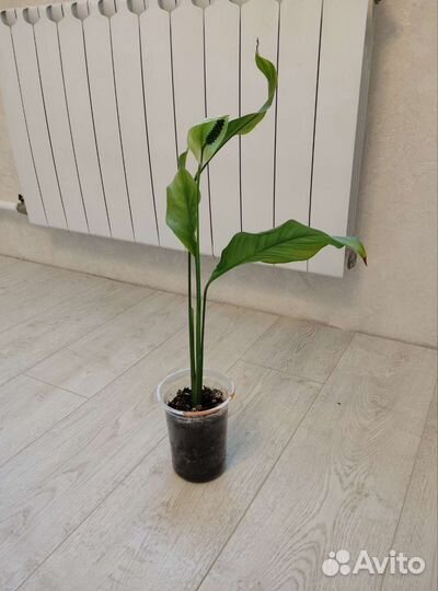 Комнатные растения