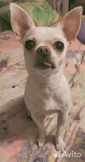 Вязка мини чихуахуа девочка