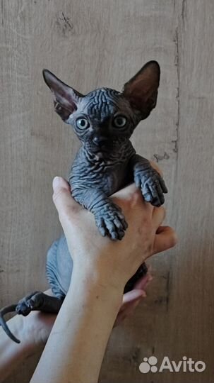Котята канадского сфинкса