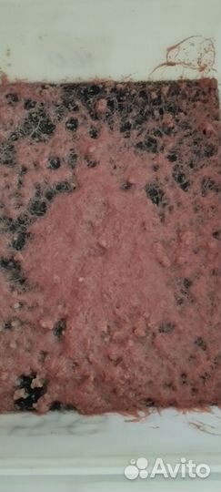 Номерные сомы L и трубочник Изя