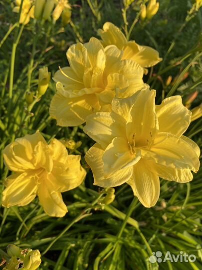 Лилейник гибридный махровый