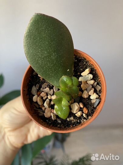 Крассула овата, малыш, выросла из листика