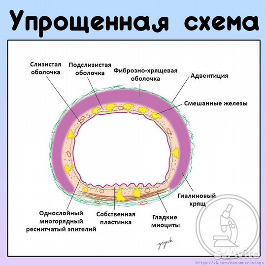 Репетитор по Гистологии и Патологической анатомии