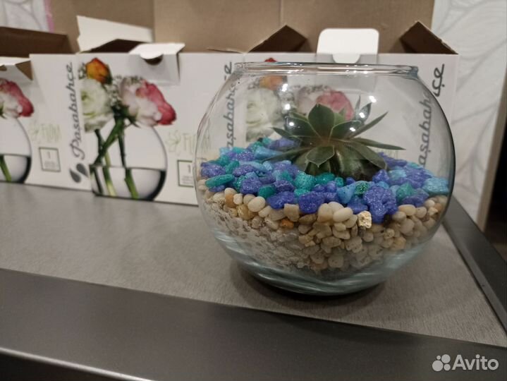 Готовый Флорариум