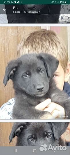 Восточноевропейская овчарка