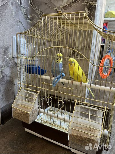 Волнистый попугай с клеткой