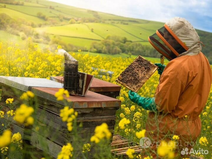 Пчеломатки Бакфаст, Карника, Карпатка