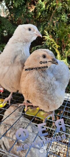 Перепелинное инкубационное яйцо