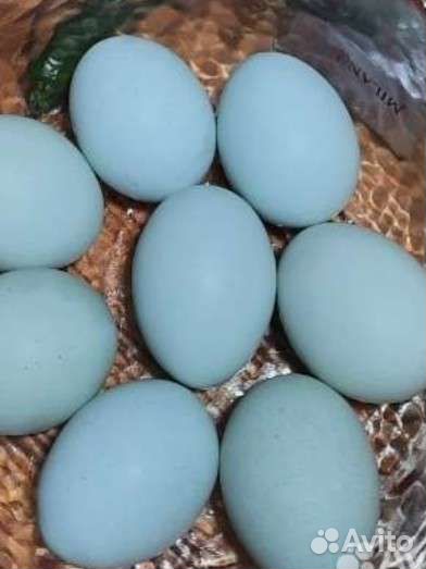 Амераукана ухейлюй лакеданзи