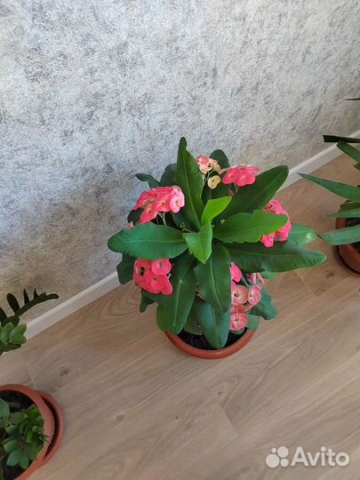 Молочай миля крупноцветковый