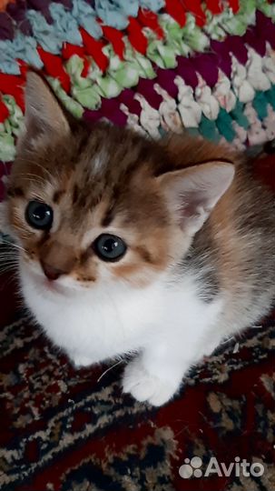 Отдам котят в добрые руки