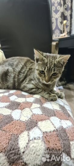 Отдам котят