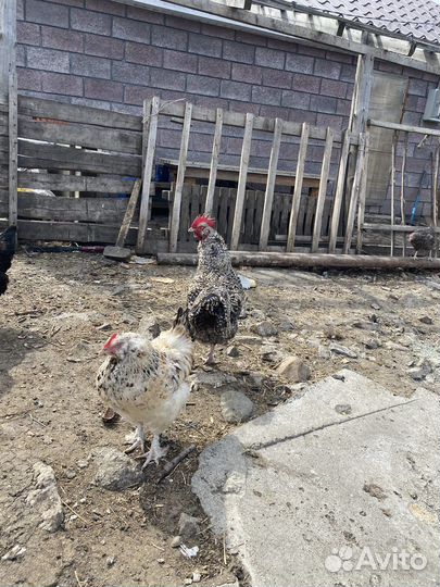 Петух чешский доминант