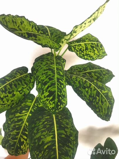 Диффенбахия Reflector (Рефлектор)
