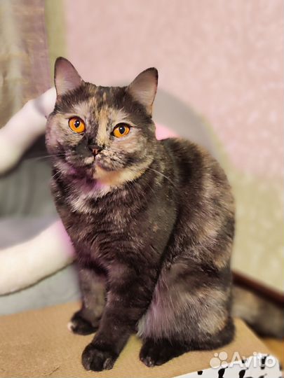 Шотландская