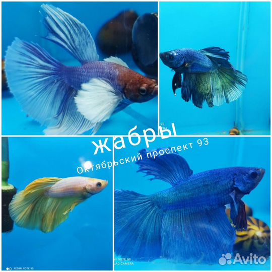 Рыбка петушок