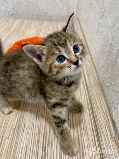Котенок в добрые руки