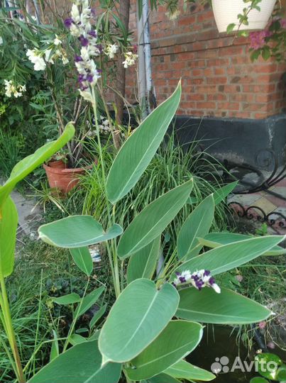 Кувшинки для пруда