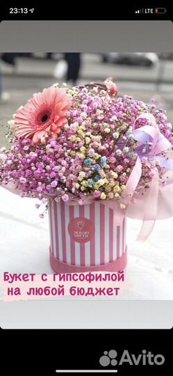 Гипсофила радужная