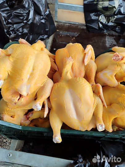 Куры бройлеры тушки