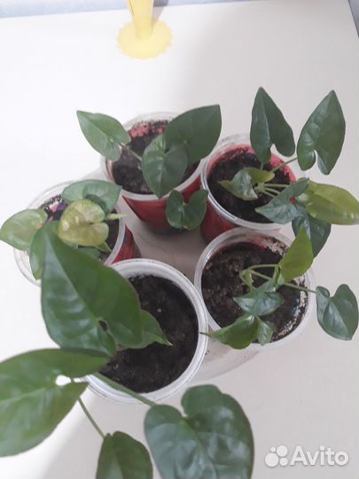 Сингониумы и драцена