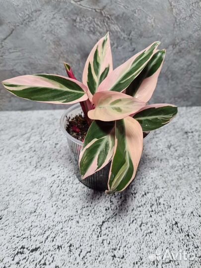 Строманта триколор