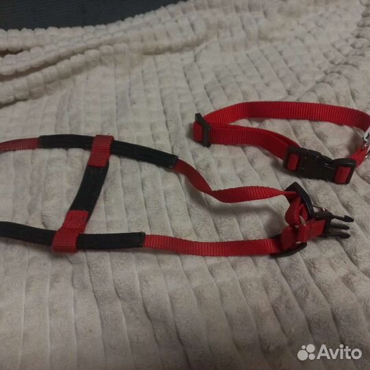 Ошейник и шлейка для собак