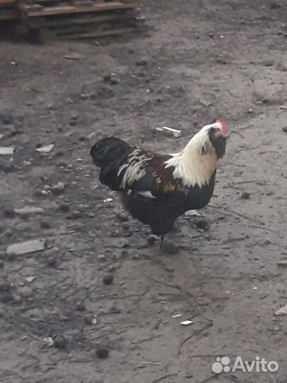 Петух Брама и фавероль