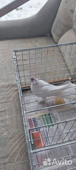 Продажа Иранских голубей
