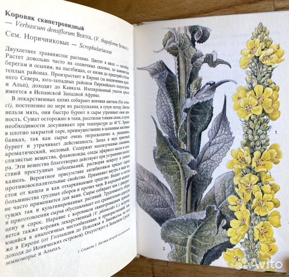 Красивая винтажная книга «Лекарственные растения»