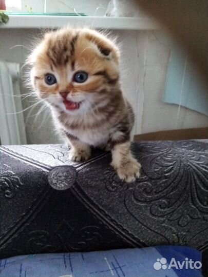 Шотландские котята