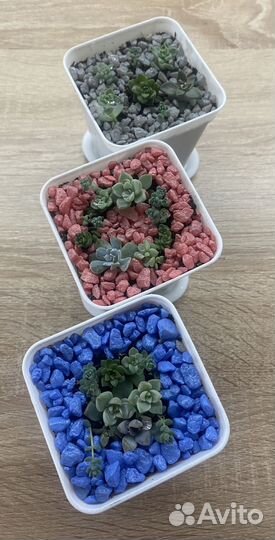 Суккуленты