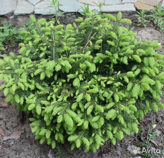 Ель Нидиформис