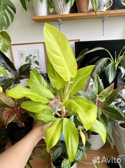 Филодендрон Малая голд(голди лок)