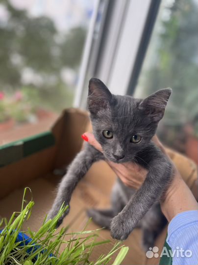 Котята в добрые руки 1 месяц