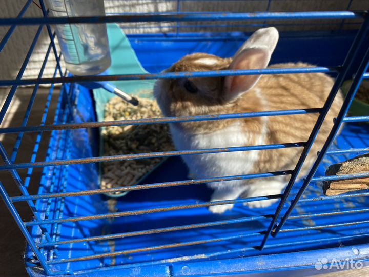 Декоративные кролики