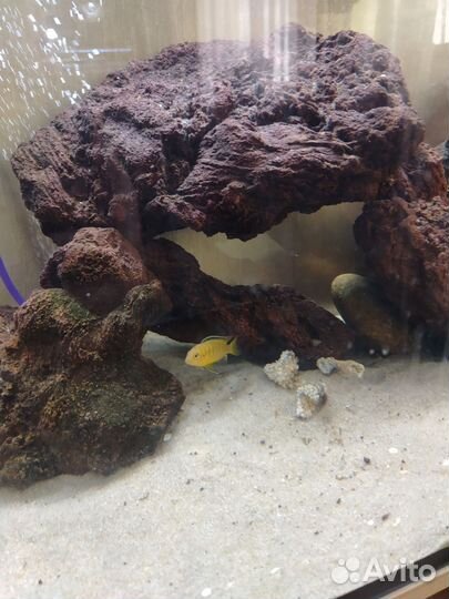 Аквариум с обитателями