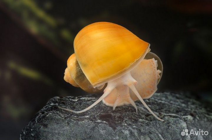 Улитки аквариумные, растение