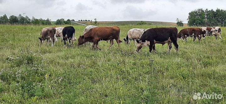 Телята бычки