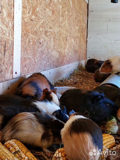 Морская свинка