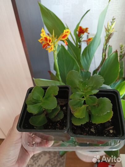 Каланхоэ цветущий