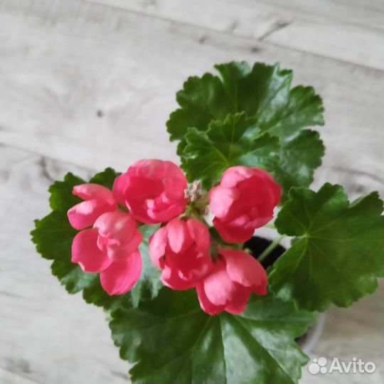 Пеларгония герань тюльпановидная Патрисия Андреа