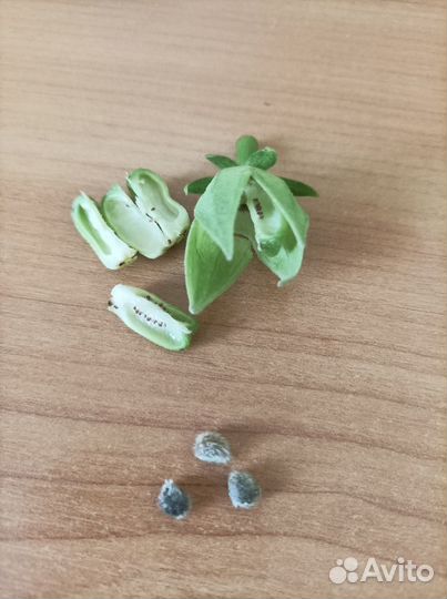 Семена сортовых гибискусов