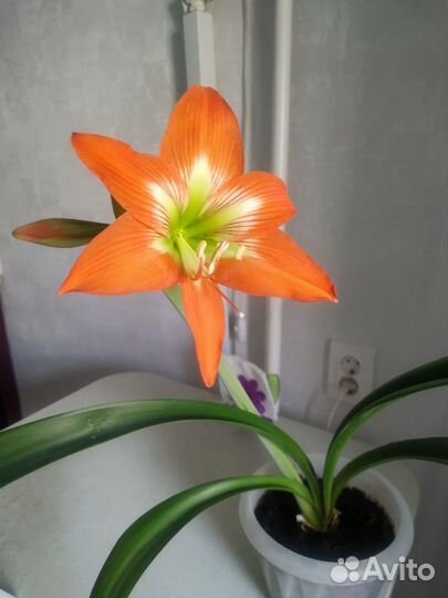 Гиппеаструм