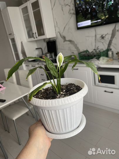 Спатифиллум 